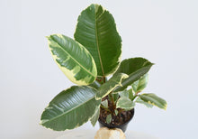 Load image into Gallery viewer, Ficus Tineke Indoor Plant