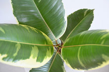 Load image into Gallery viewer, Variegated Rubber Plant 6 inch
