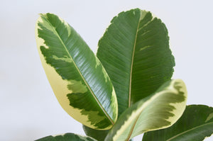 Ficus Tineke Leaf