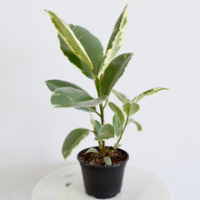 Load image into Gallery viewer, Ficus Tineke 6 Inch Houseplant