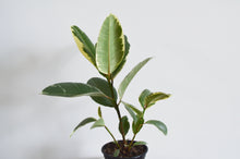 Load image into Gallery viewer, Ficus Tineke Houseplant