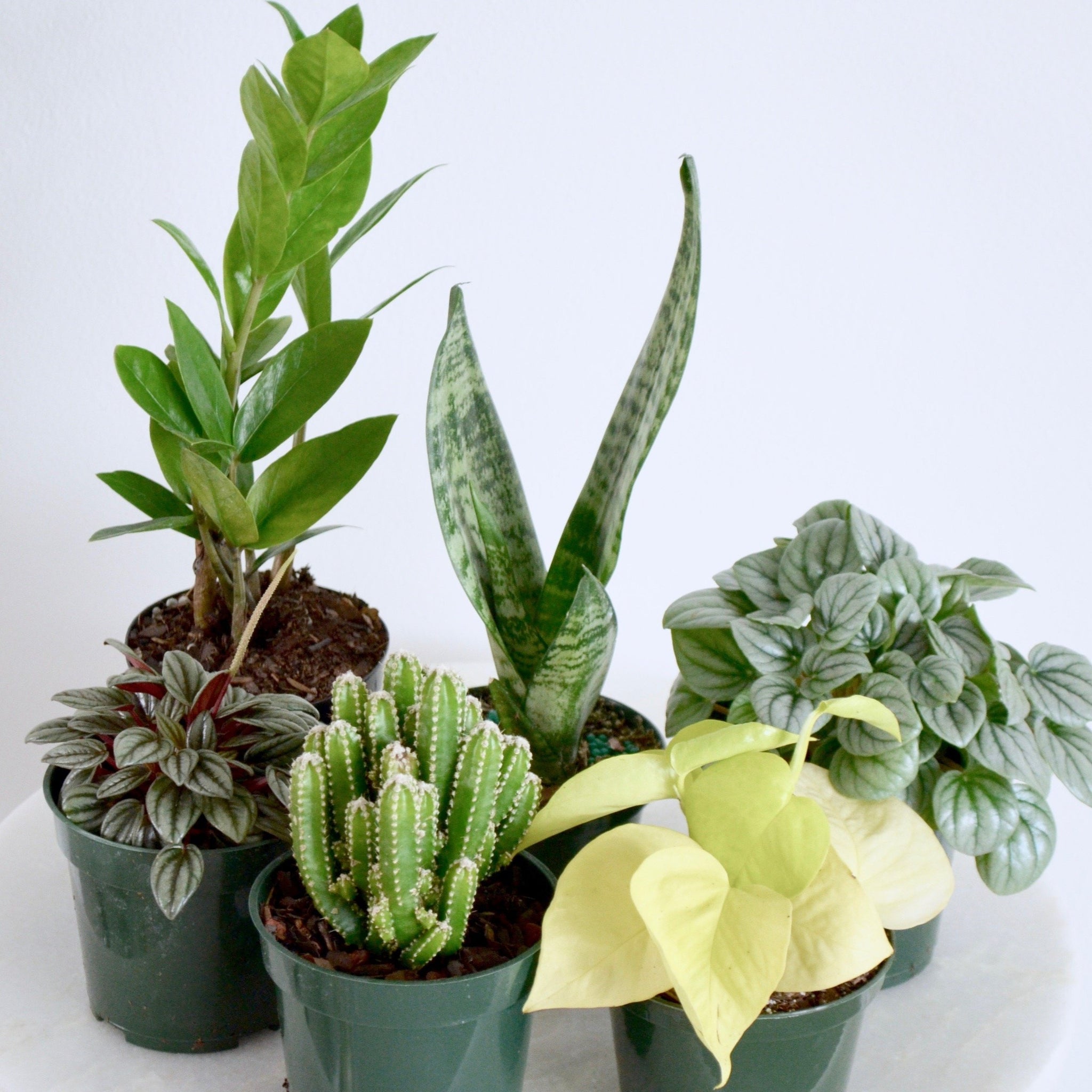 miniature house plants Beginner Mystery Box (4 Inch Houseplant Set) – Outside In