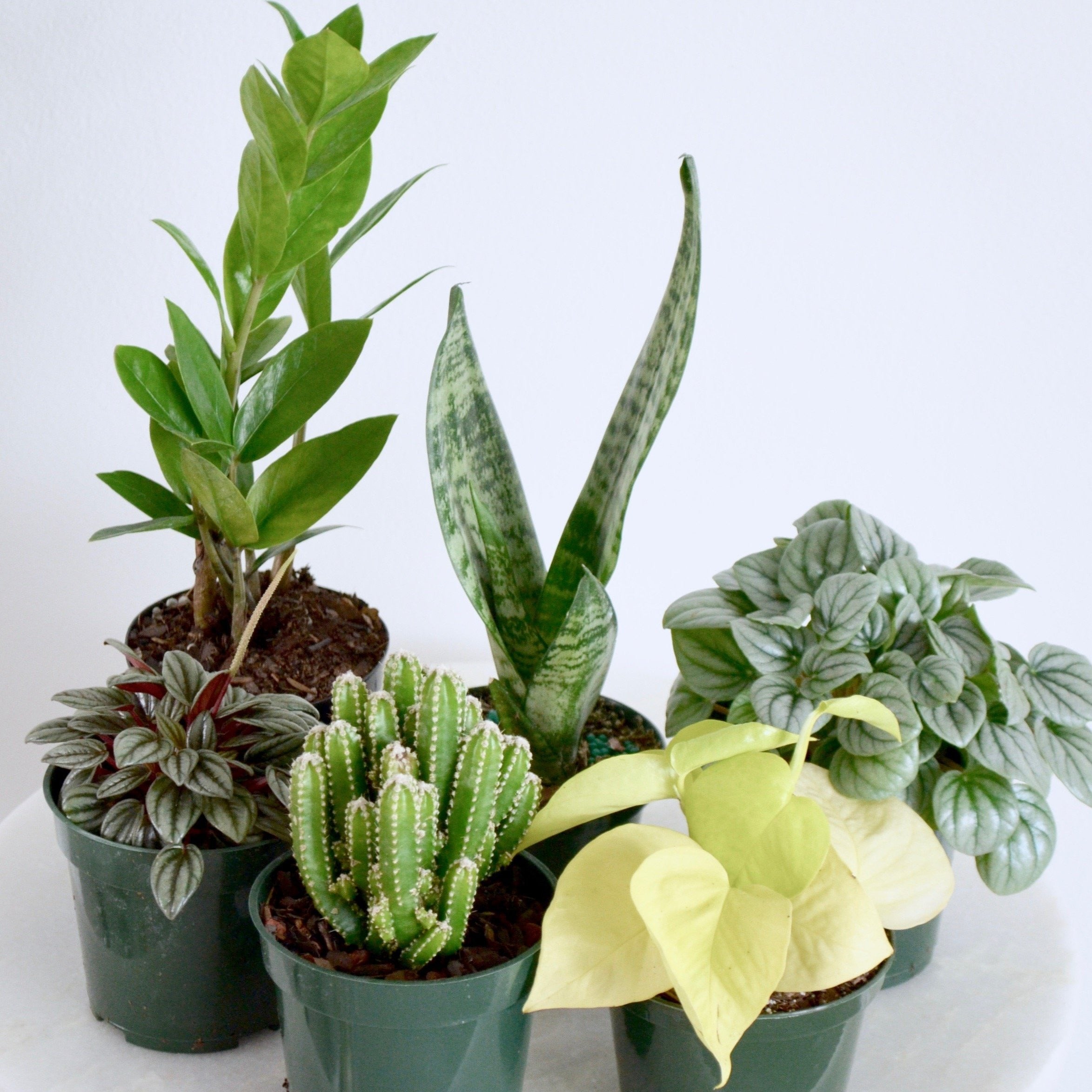 house plants box Beginner Mystery Box (4 Inch Houseplant Set) – Outside In