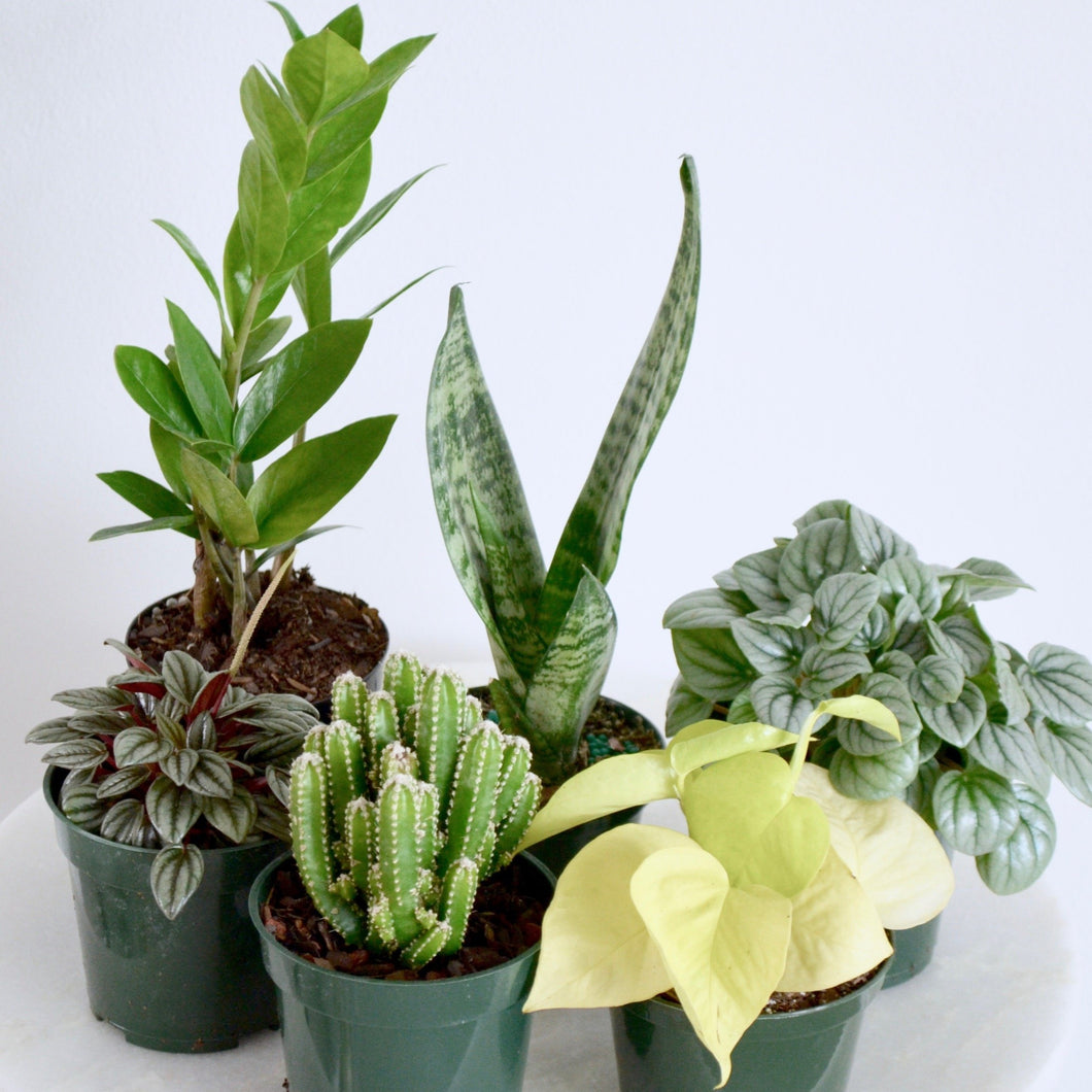 beginner houseplant set of 6 small plants