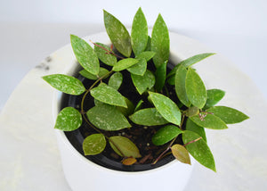 Hoya Gracilis Houseplant