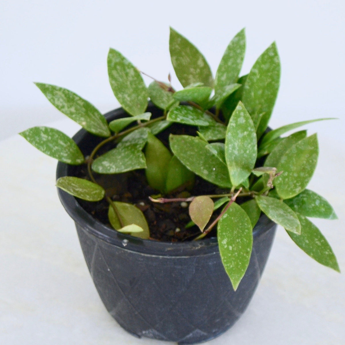 Hoya Gracilis | 4 Inch (Hanging Basket) | Pet-Friendly Plants | Outside In