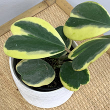 Load image into Gallery viewer, Variegated Hoya Kerrii 4&quot;