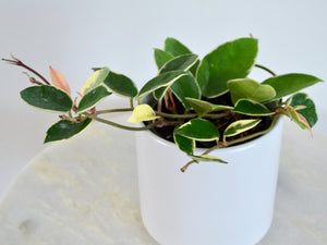 variegated hoya plant in white pot