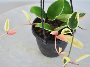 pink yellow and green indoor hanging plant