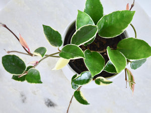 variegated houseplant hoya