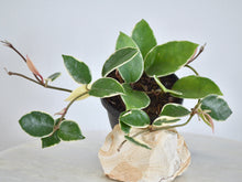 Load image into Gallery viewer, hoya krimson queen indoor plant