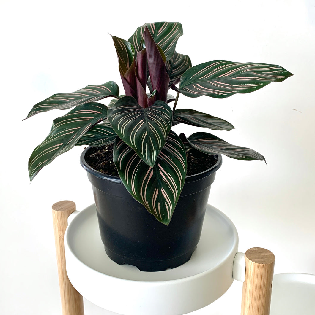 indoor plant with pink stripes and maroon undersides