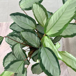 calathea royal standard leaves