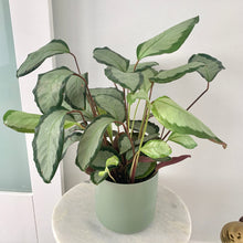Load image into Gallery viewer, calathea royal standard large