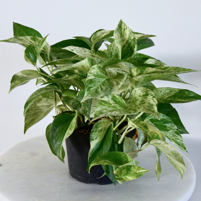 marble queen variegated pothos plant