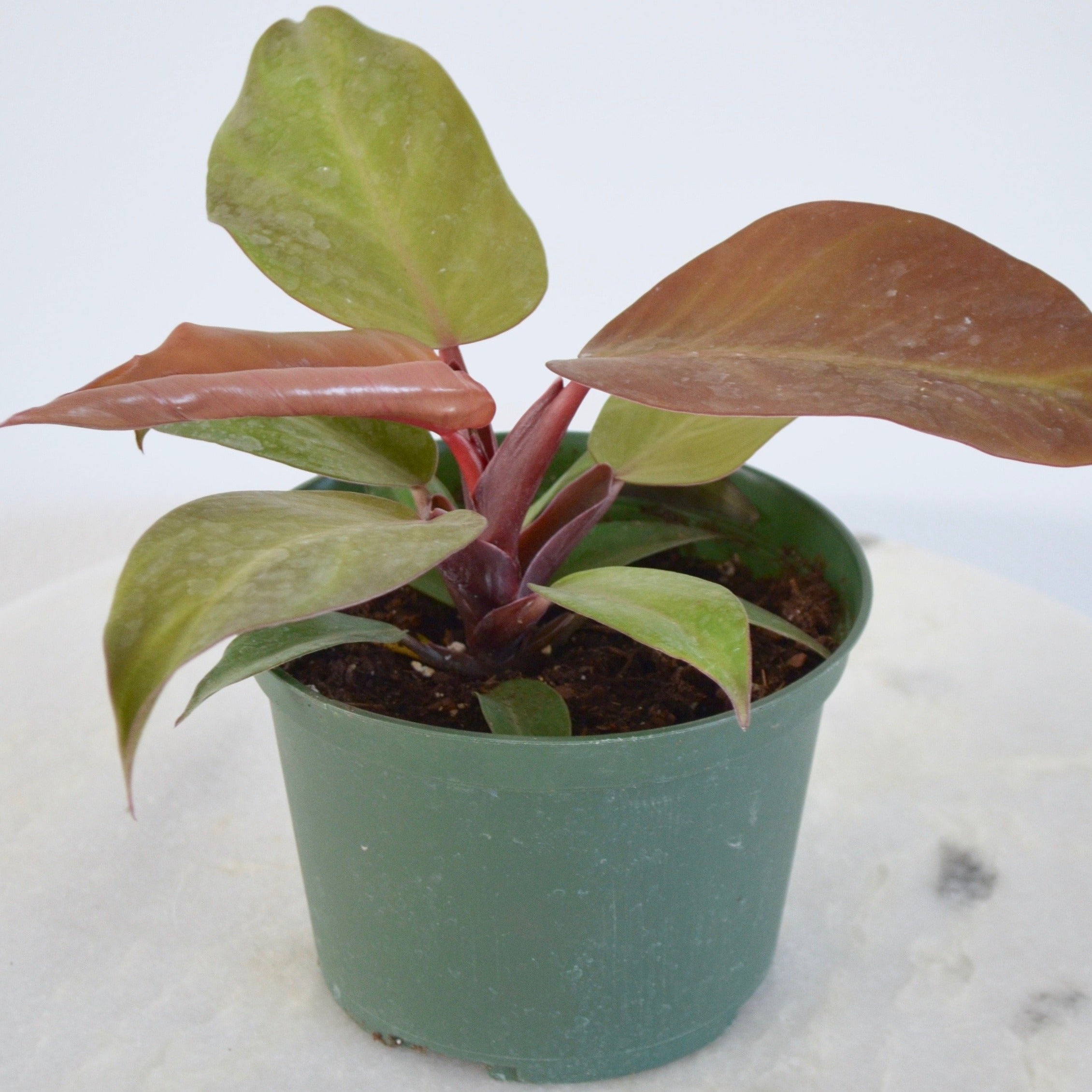 philodendron mccolley's finale hybrid Philodendron McColley's Finale – Outside In
