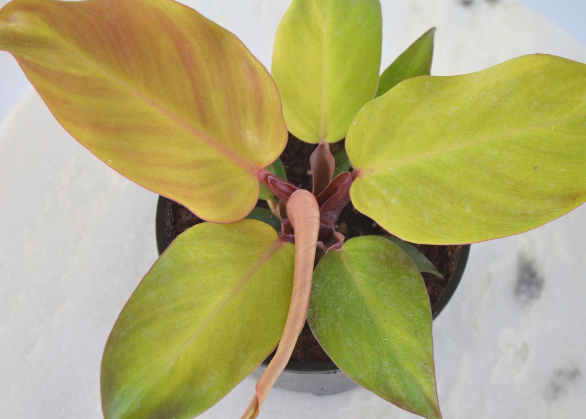 mccolleys finale philodendron vs prince of orange Philodendron McColley's Finale – Outside In