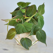 Load image into Gallery viewer, Philodendron Micans | 6”