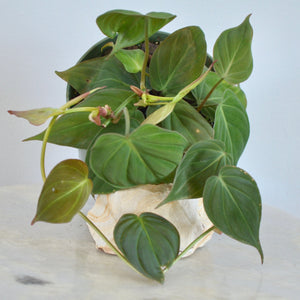 Philodendron Micans | 6”