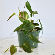 Load image into Gallery viewer, Philodendron Micans | 6”