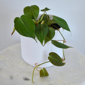 Philodendron Micans | 6”