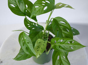 swiss cheese plant 5 inch