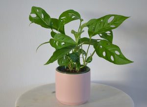swiss cheese plant in light pink pot