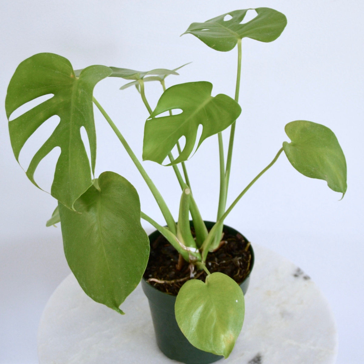 Monstera Deliciosa - 6