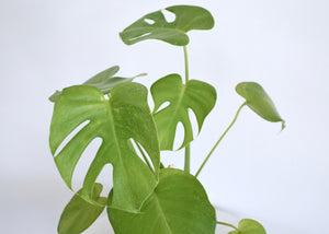 split leaves monstera
