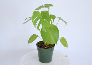 Green houseplant with split leaves