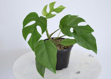 Load image into Gallery viewer, Buy mini monstera plant online