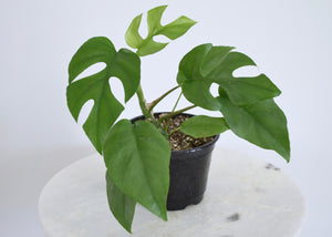 Buy mini monstera plant online