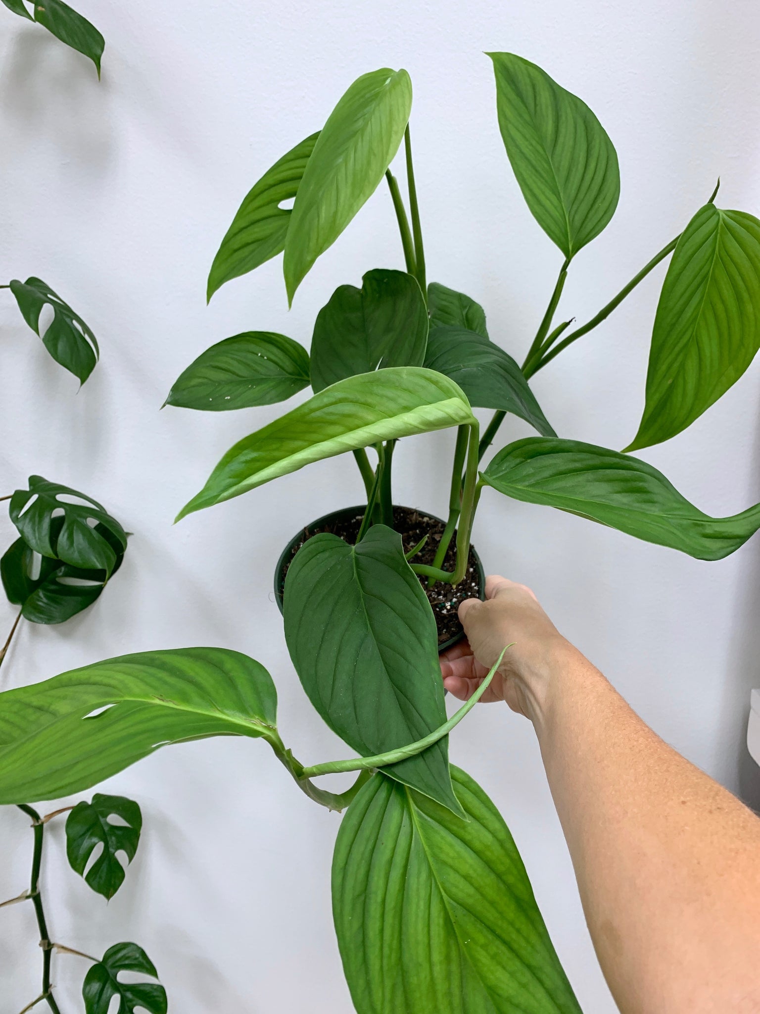 monstera lechleriana Monstera lechleriana