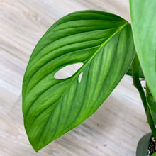 Load image into Gallery viewer, Monstera lechleriana - 6 Inch