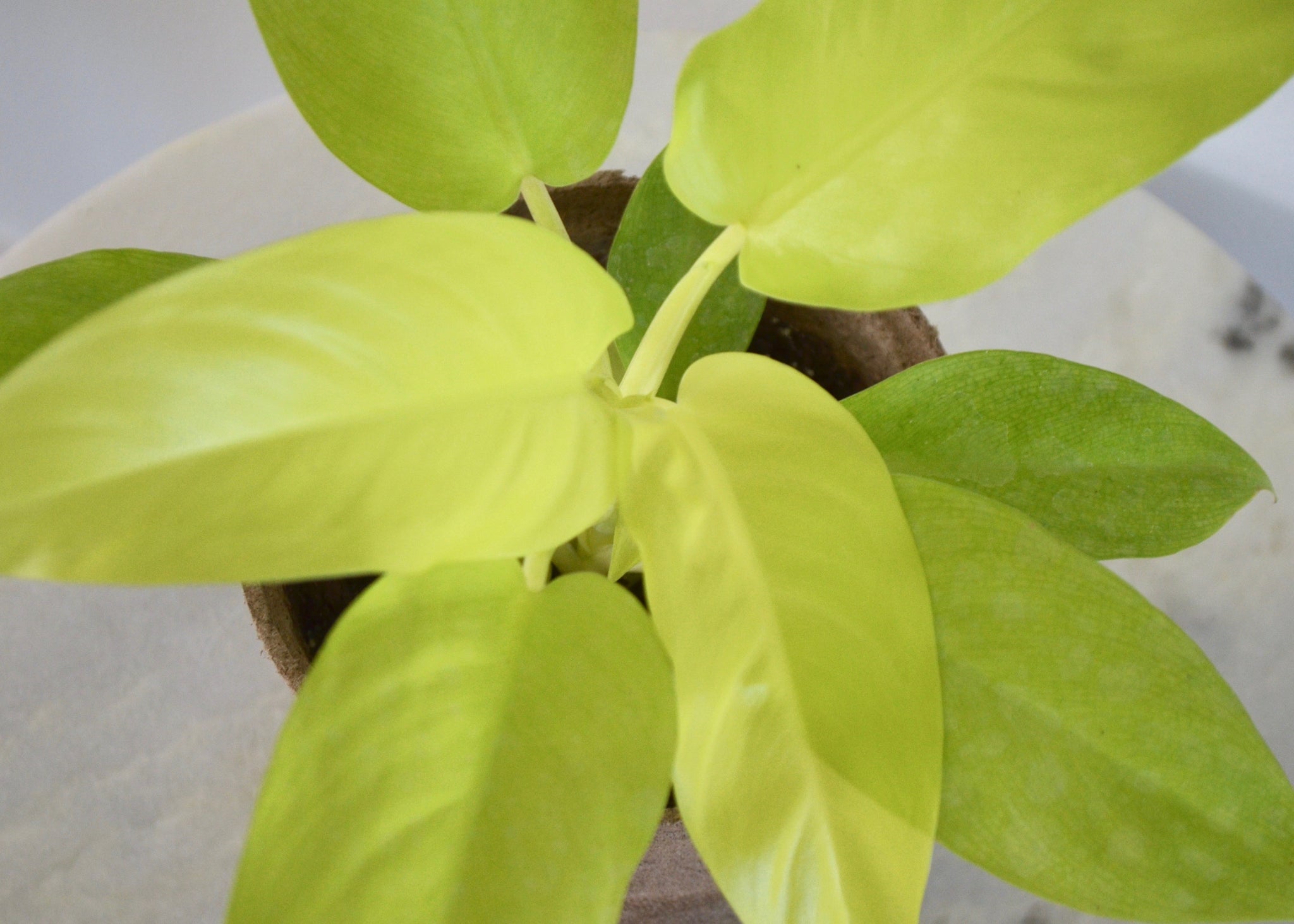 philodendron green lemon Philodendron Lemon Lime (6 Inch) – Outside In