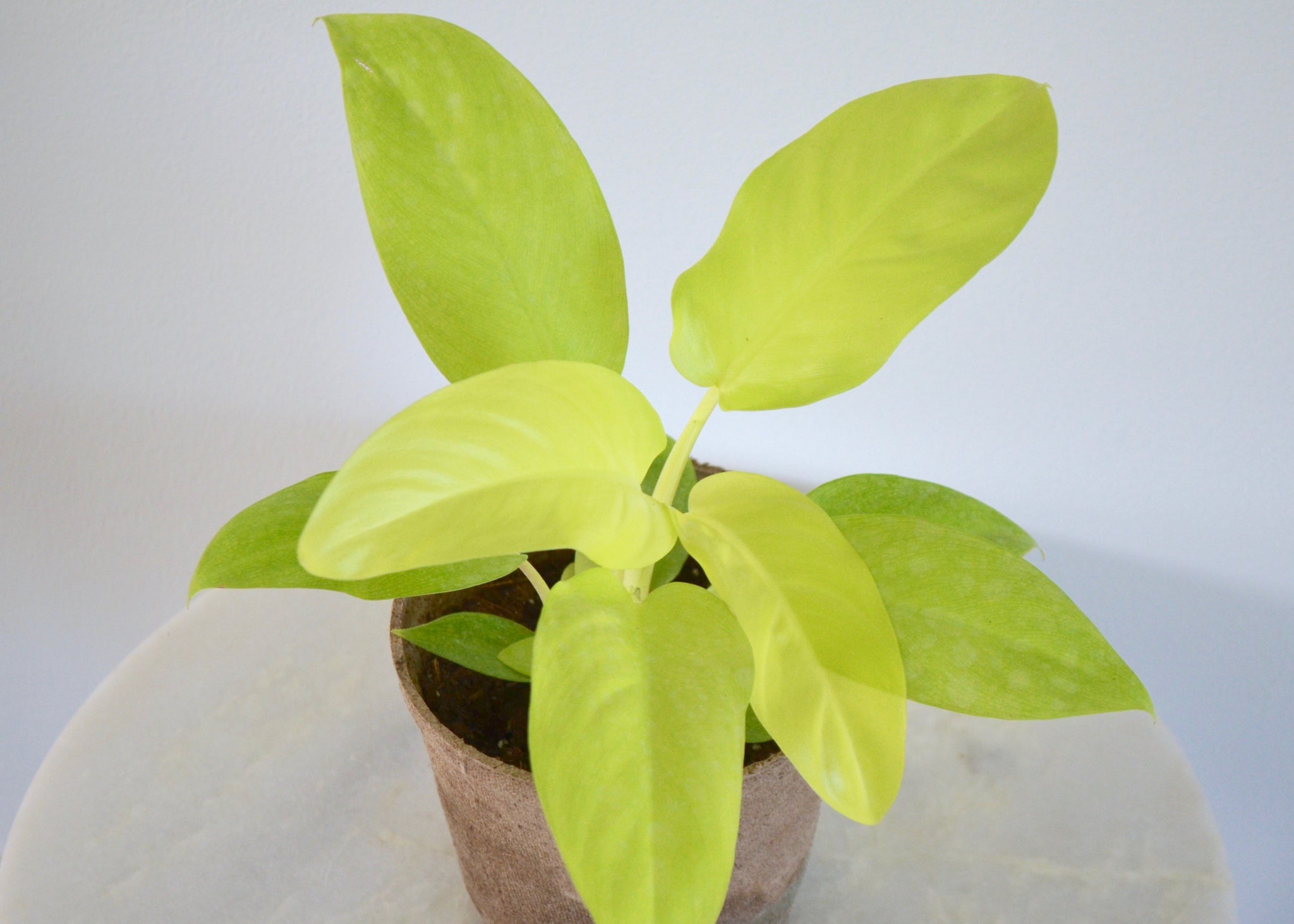 philodendron light green Philodendron Lemon Lime (6 Inch) – Outside In