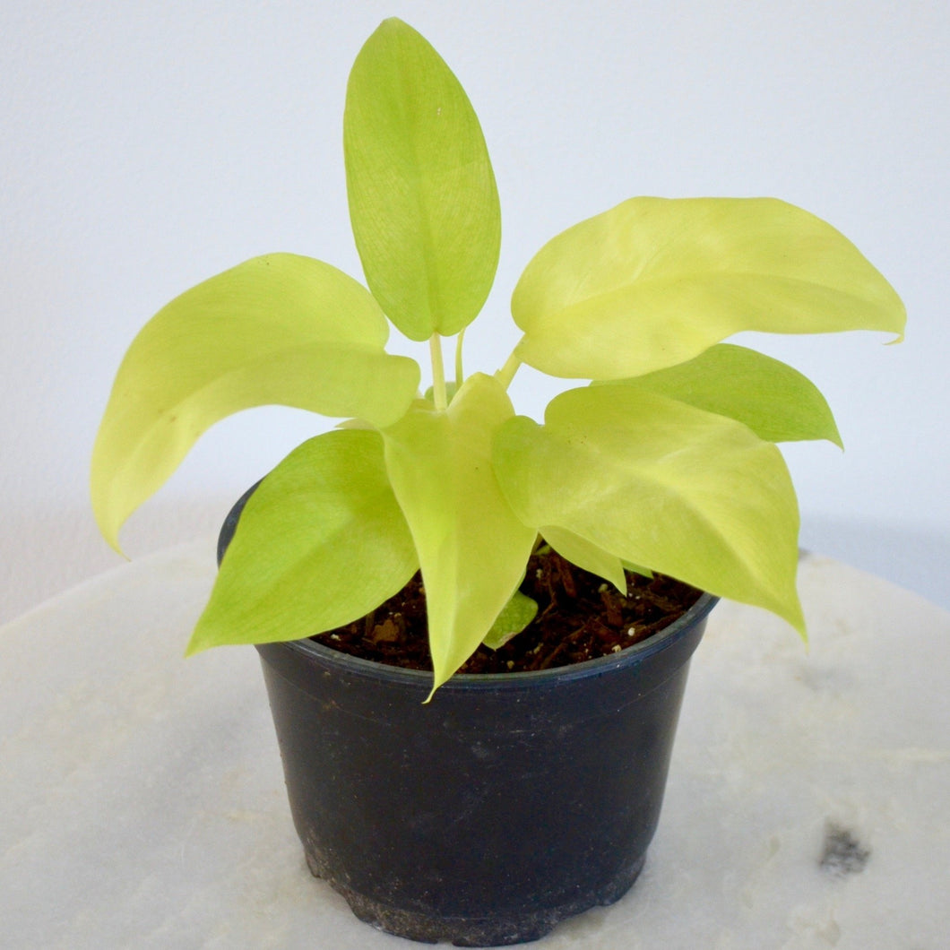 philodendron limelight Philodendron Lemon Lime (6 Inch) – Outside In
