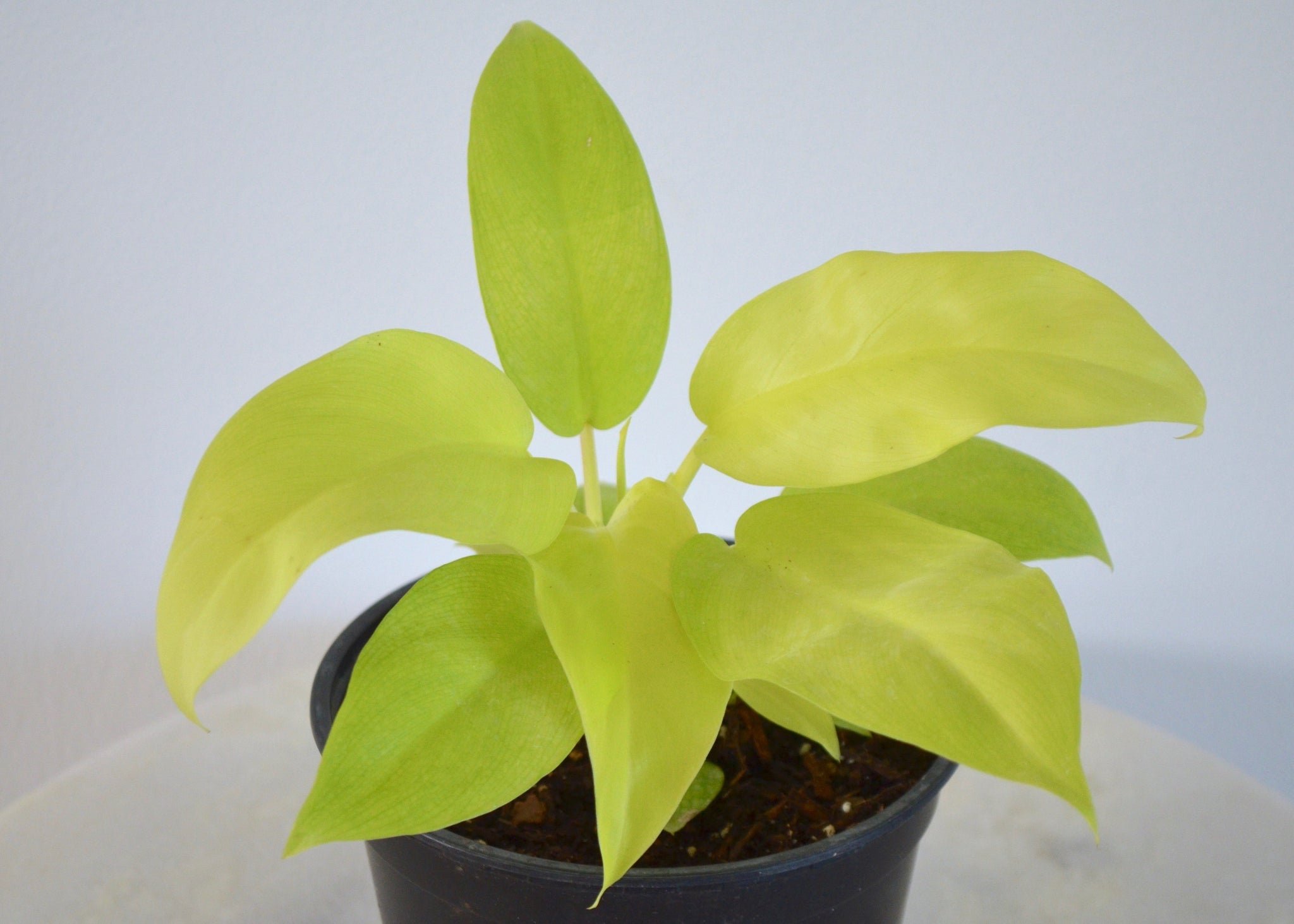 green and yellow philodendron Philodendron Lemon Lime (6 Inch) – Outside In