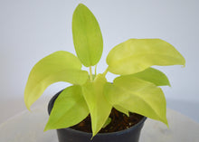 Load image into Gallery viewer, Bright yellow green houseplant