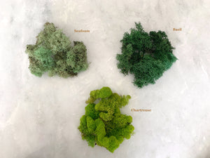 Multi Color Moss Kit