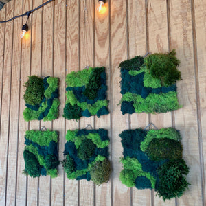 Moss wall frame  Leafy House Plants