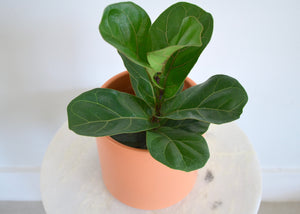 Peach Pot with Ficus Lyrata