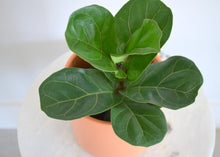 Load image into Gallery viewer, Ficus Little Sunshine in Peach pot
