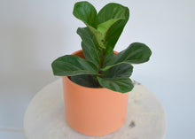 Load image into Gallery viewer, 7&quot; Peach Planter