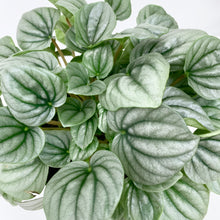 Load image into Gallery viewer, Peperomia Frost Leaves