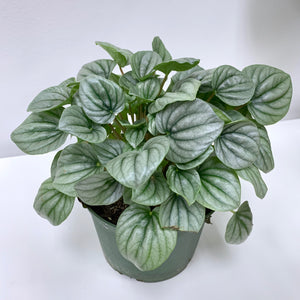 Peperomia Frost Plant In Potter