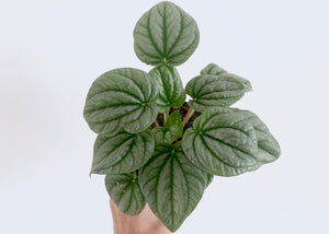 Peperomia Frost Houseplant