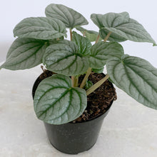 Load image into Gallery viewer, Peperomia Frost 4 Inch