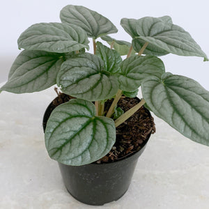 Peperomia Frost 4 Inch