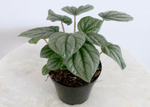 Load image into Gallery viewer, Silver Green Peperomia